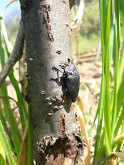 Capnodis tenebrionis