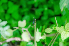 Brachydiplax duivenbodei