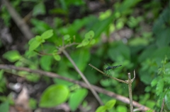 Brachydiplax duivenbodei