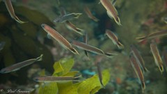 Trachinops caudimaculatus