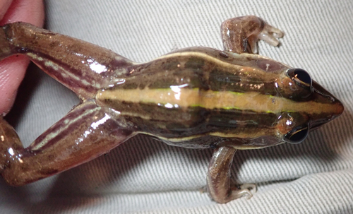 Bocage's Grass Frog, Ptychadena subpunctata