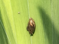 Succinea arundinetorum