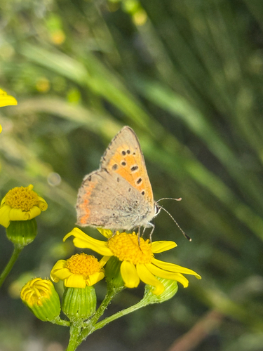 Small Copper