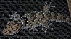 Chondrodactylus