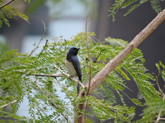 Cyanoptila cyanomelana