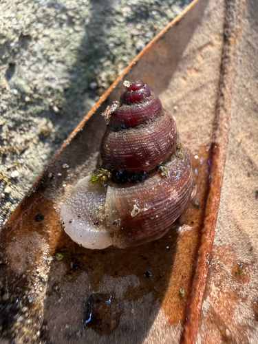 Pomatias elegans