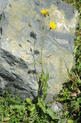 Hieracium korshinskyi