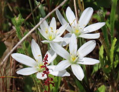 Ornithogalum umbellatum