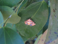 Margarosticha sphenotis