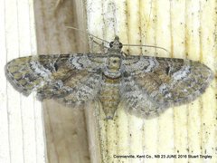 Eupithecia anticaria