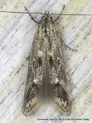 Blastodacna