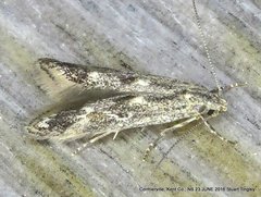 Blastodacna