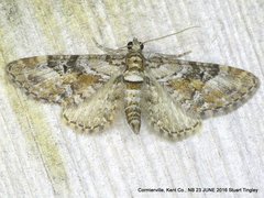 Eupithecia anticaria