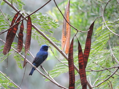 Cyanoptila cyanomelana