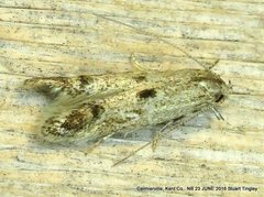 Blastodacna bicristatella