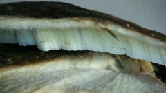 Flabellophora