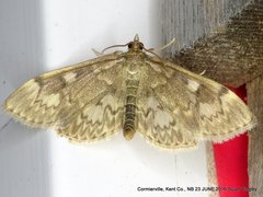 Anania tertialis