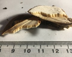 Flabellophora