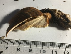 Flabellophora