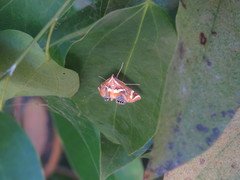 Margarosticha sphenotis