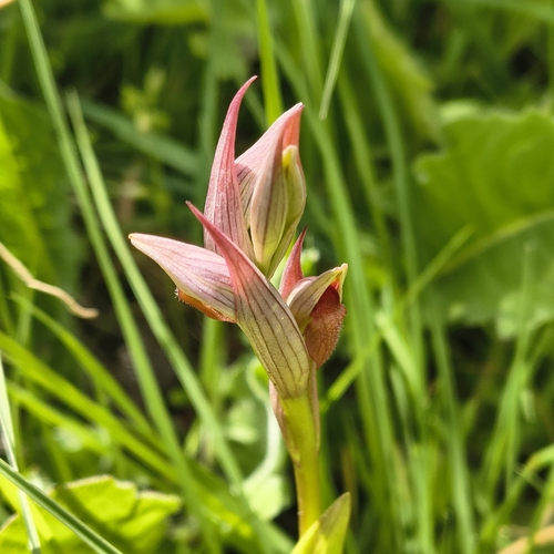 Serapias parviflora, photograph 5