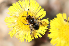 Melecta