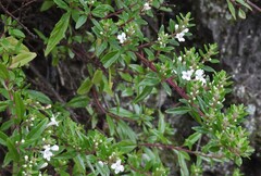 author not stated, no rights reserved Clinopodium bolivianum, photograph author not stated, no rights reserved