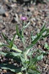 Centaurea pulchella