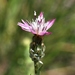 Centaurea pulchella - Photo (c) vladimir_epiktetov, some rights reserved (CC BY-NC), uploaded by vladimir_epiktetov