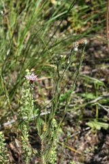 Centaurea pulchella