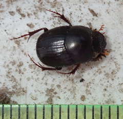 Euonthophagus