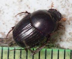Euonthophagus