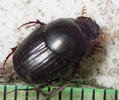 Euonthophagus