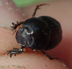 Euonthophagus