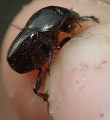 Euonthophagus