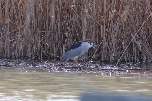 Black-crowned Night Heron photographed in Utah