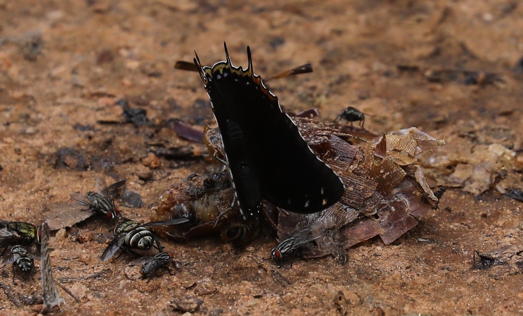 Mavunda Black Prince