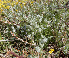 Cryptantha crassisepala