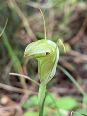 Pterostylis alveata