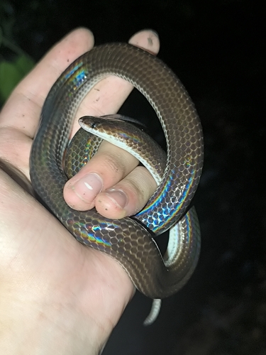 Asian Sunbeam Snake