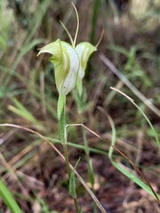 Pterostylis alveata