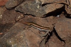Sphenomorphus dussumieri