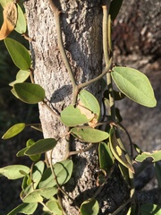 Capparis lasiantha