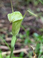 Pterostylis alveata
