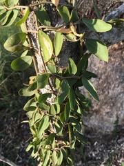 Capparis lasiantha
