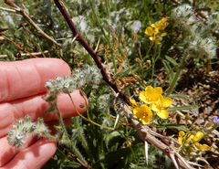 Cryptantha crassisepala