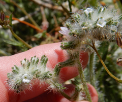 Cryptantha crassisepala