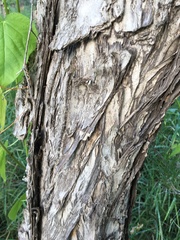 Melaleuca trichostachya