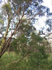 Melaleuca trichostachya