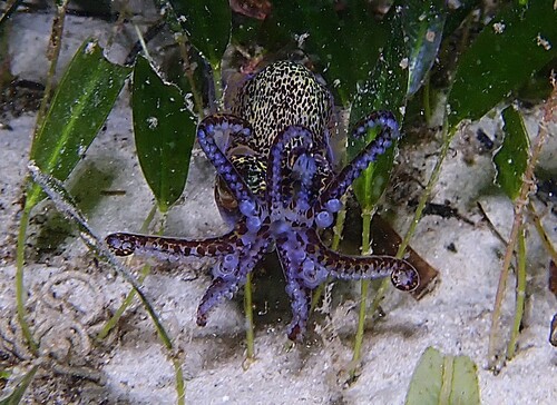 Euprymna tasmanica